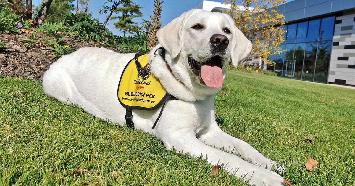 O asistenčních psech